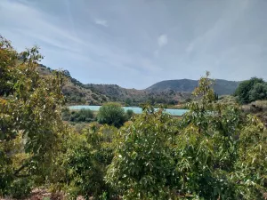 Finca de aguacates