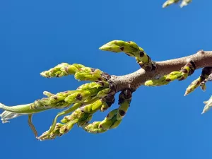 Se arrienda finca de cultivo de pistachos en