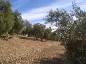 Finca de Olivos