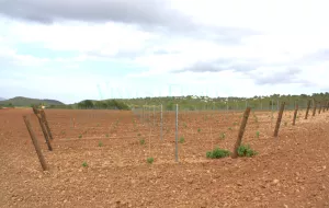 Finca de viñedo en el Penedès