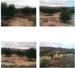 FINCA RUSTICA