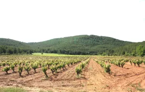 Viñedo ecológico en DO Penedès