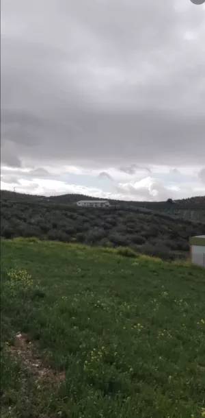 La Dehesa terreno urbano de olivar