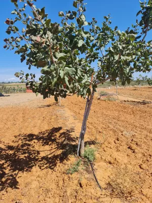 FINCA DE PISTACHOS EN EL SUR DE ESPAÑA