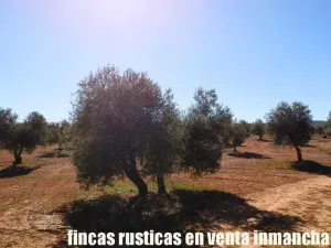 finca en venta 50 has. olivar viña riego