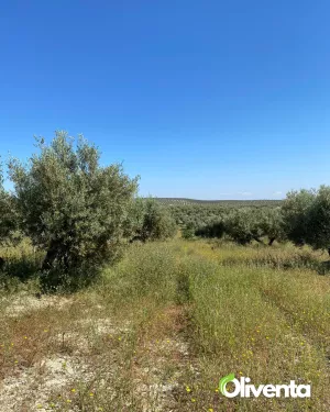 Olivar llano en producción a un paso de Jaén