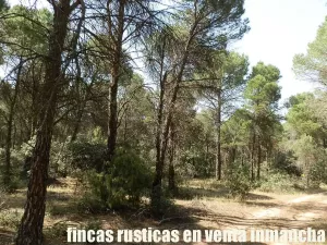 finca en venta 240 has. labor pinar maderable