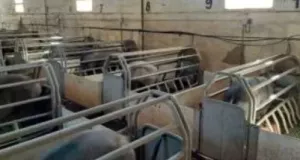 Dehesa 207 Hectáreas en Huelva