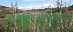 Se vende 3 parcelas agrarias de 10 ha