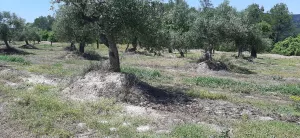 Finca agrario de 5,8 ha de en Vinaixa
