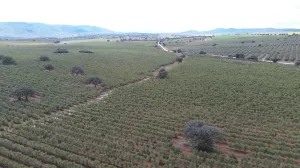 Finca de olivos, campos y cortijo en Jaén