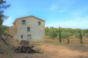 Finca de olivos con masías.