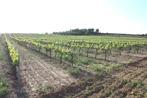 Finca con viñedo y olivos en Tarragona.