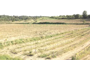 finca rustica con viñedo en Tarragona.