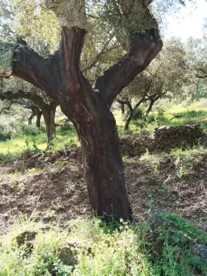 Venta de dehesa