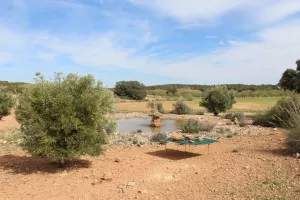 Finca caza menor en Albacete Ref. 1526
