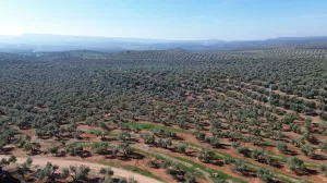 FINCA OLIVAR