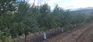 OLIVAR INTENSIVO Y SUPERINTENSIVO - ALMAZARA