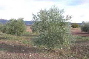 Finca Recreo totalmente equipada 130 olivos.