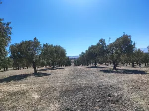 FINCA DE OLIVOS CON RIEGO POR GOTEO