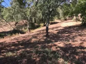 FINCA EN VENTA EN SIERRA DE ARACENA Y PICOS