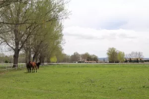 FINCA HIPICA EN MADRID