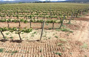 Finca de viñedo con masia noble en Penedès.