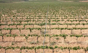 Finca de viñedo con masia noble en Penedès.