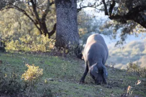 FINCA ECOLÓGICA