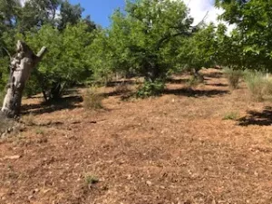 FINCA EN VENTA EN SIERRA DE ARACENA Y PICOS