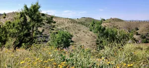 Almendro ecológico con 2 cortijos