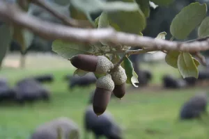 FINCA ECOLÓGICA