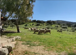 Finca La Reina