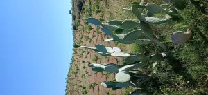 Almendro ecológico con 2 cortijos
