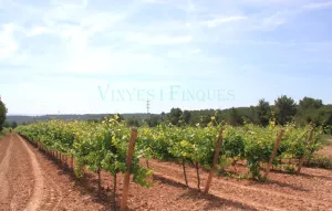 Finca masia noble, bodega y viñedo en Penedès