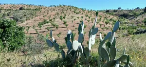 Almendro ecológico con 2 cortijos