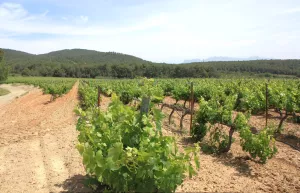 Finca masia noble, bodega y viñedo en Penedès