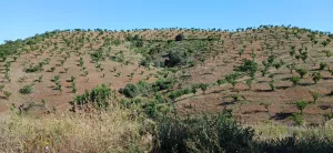 Almendro ecológico con 2 cortijos