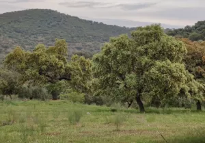 Finca La Reina