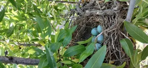 Almendro ecológico con 2 cortijos