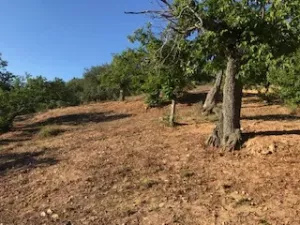 FINCA EN VENTA EN SIERRA DE ARACENA Y PICOS