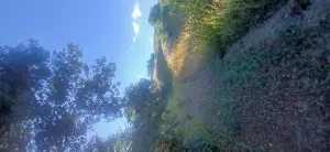 Almendro ecológico con 2 cortijos