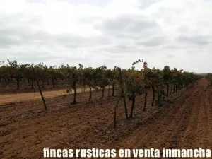 finca en venta 42 has viña regadío Cuenca