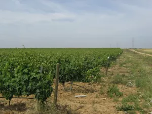 Finca 25 has. Viñedo/Olivar ECOLOGICO, RIEGO