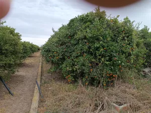 Venta terreno rustico