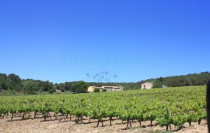 Finca con viñedo y masia rural