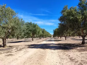 FINCA DE OLIVOS CON RIEGO POR GOTEO