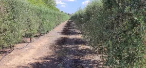 FINCA DE OLIVOS EN VENTA