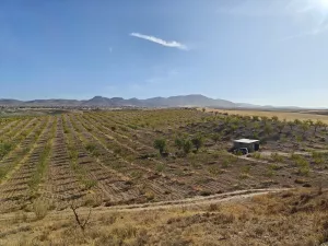 FINCA ALMENDROS Y PISTACHOS REGADÍO