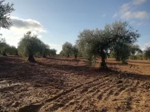 OLIVAR EN LAS FALDAS DE SIERRA DE MONTÁNCHEZ